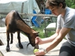 Photo: Henry devouring an apple, with my help (August 2011)