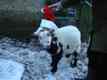 Photo: Joey getting festive (December 2001)