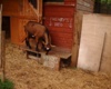 Photo: Henry analysing 'his bed' (July 2003)