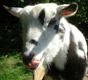 Photo: Joey licking his lips (June 2004)