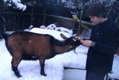Photo: Henry eats a banana skin in the snow (January 2010)