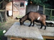 Photo: Hooveirng up tasty morsels on another bench (February 2011)