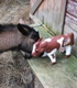 Photo: Henry meeting an inflatable cow! (February 2011)