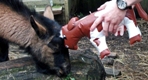 Photo: Henry meeting an inflatable cow! (February 2011)